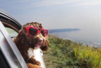 New I’m a family pet specialist – – here are the comfortable cars your canine will enjoy the most