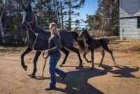 New P.E.I. harness racing experiencing a barn-based baby boom