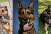 New NC Highway Patrol K-9 dies from abrupt health problem
