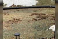 New Vole control: How to secure your yard versus rodents New Vole control: How to secure your yard versus rodents