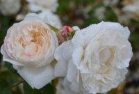 New Discover 5 Beautiful Roses You Can Grow in Wyoming