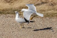 New Mike Drew: Southern Alberta’s carousel of seasons blowing in the wind