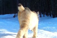 New Video provides unusual glance of lynx on the hunt in northern Minnesota