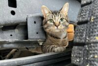 New Stowaway feline takes remote truck trip throughout southern Ontario