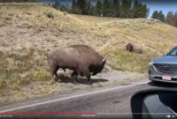 New WATCH: Yellowstone Bison Headbutts Loitering Vehicle|Huge Horn Radio Network