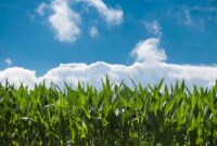 New This Is How Dodge Conquered The Muscle Car World In 2022 – – HotCars