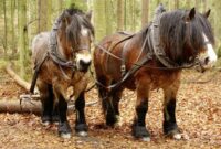 New Tulips, art and pack horses